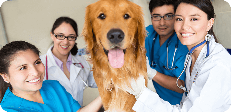 veterinary team
