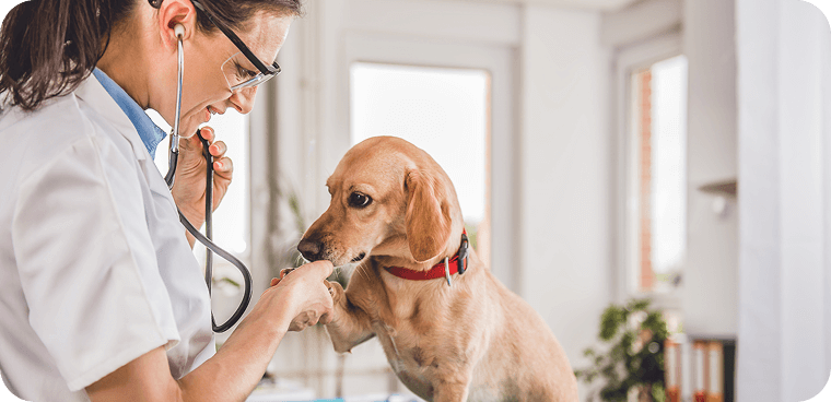 veterinarian holding dog's paw