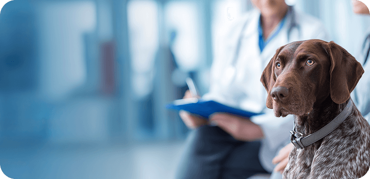 vet filling in paperwork in the background, dog in the foreground